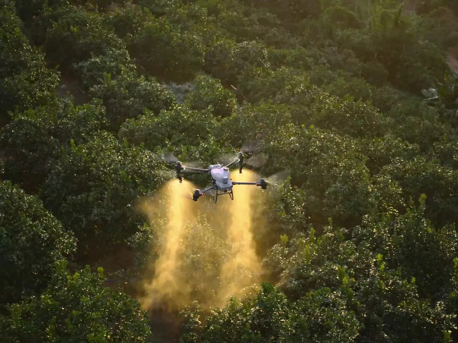 DJI Agras T50 en vol, pulvérisation au-dessus d'un verger