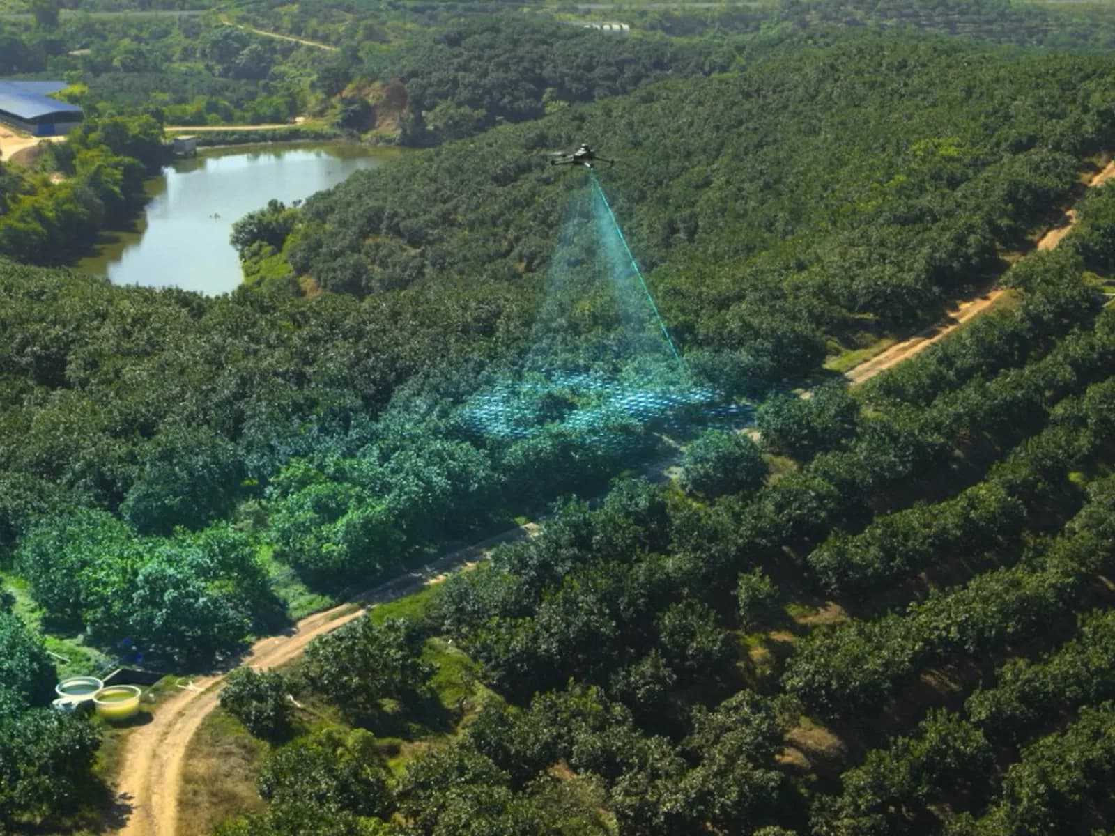 DJI Mavic 3M survolant des rangées d'arbres fruitiers